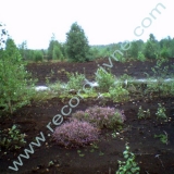 peat field Morochno